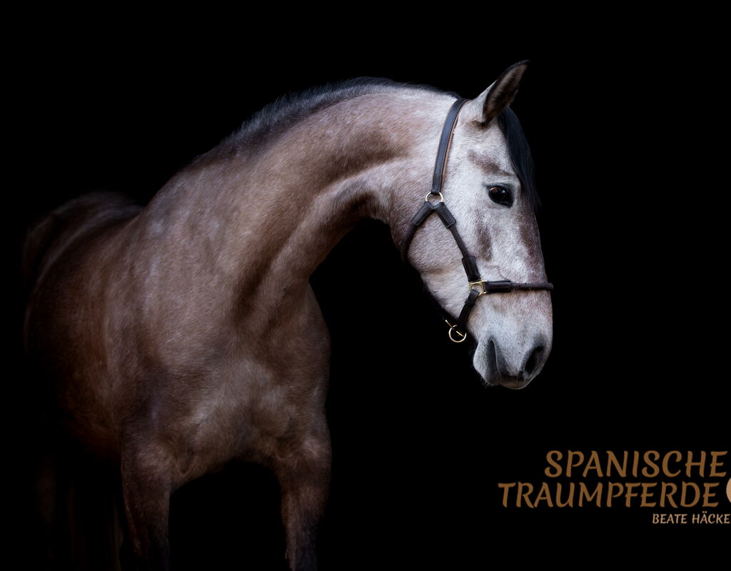 Bild 3 von SALMA SH, Pura Raza Español, Stute, 2022