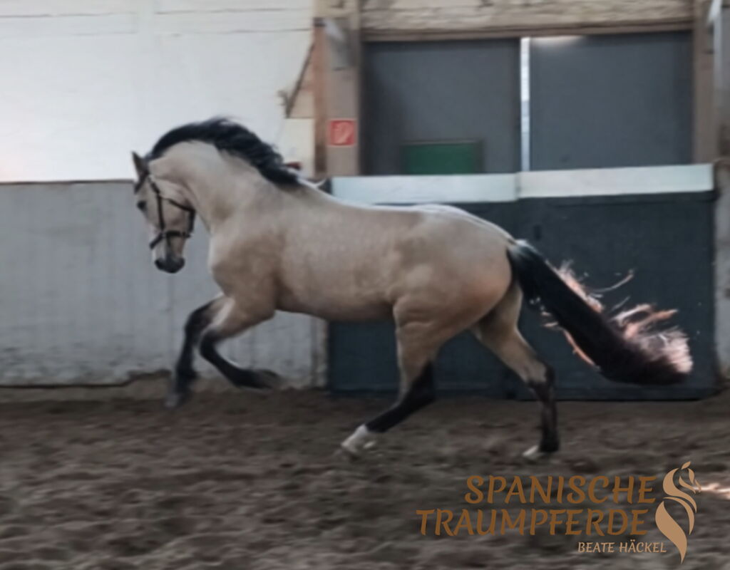 Bild 5 von SULEIMAN SH, Pura Raza Español, Hengst, 2022