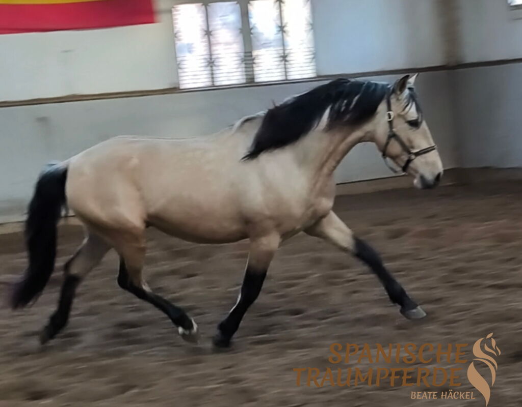 Bild 6 von SIMBA SH, Pura Raza Español, Wallach, 2022