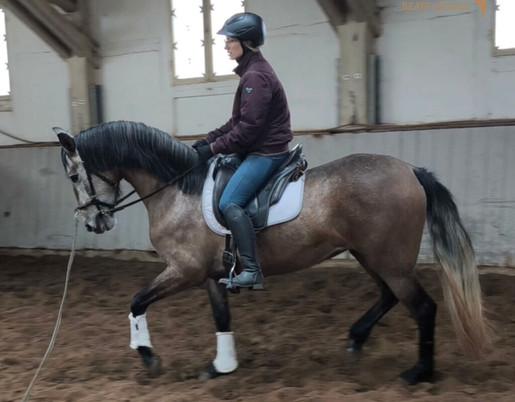 Bild 9 von SALMA SH, Pura Raza Español, Stute, 2022