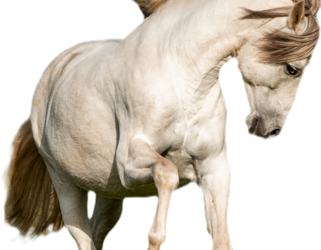 Bild 2 von HEREDERO, Pura Raza Espanol, Wallach, 2013