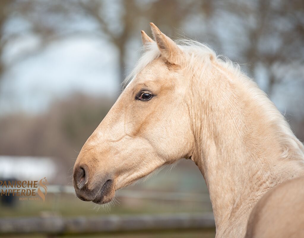 Bild 4 von MERLIN, Andalusier, Wallach, 2020