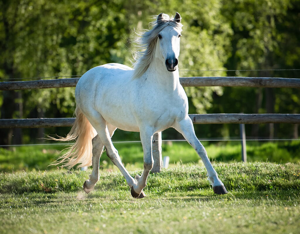 Bild 9 von RONALDO XVI, Pura Raza Espanol, Wallach, 2010