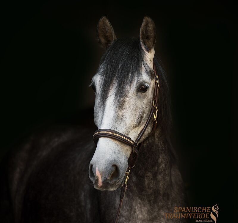 NAZARI, Andalusier, Wallach / Andalusier / Wallach