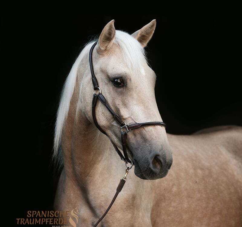MERLIN, Andalusier, Wallach / Andalusier / Wallach