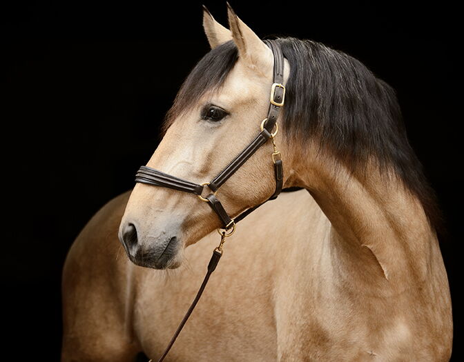 Bild 3 von ROCINANTE SH, Pura Raza Español, Hengst, 2021