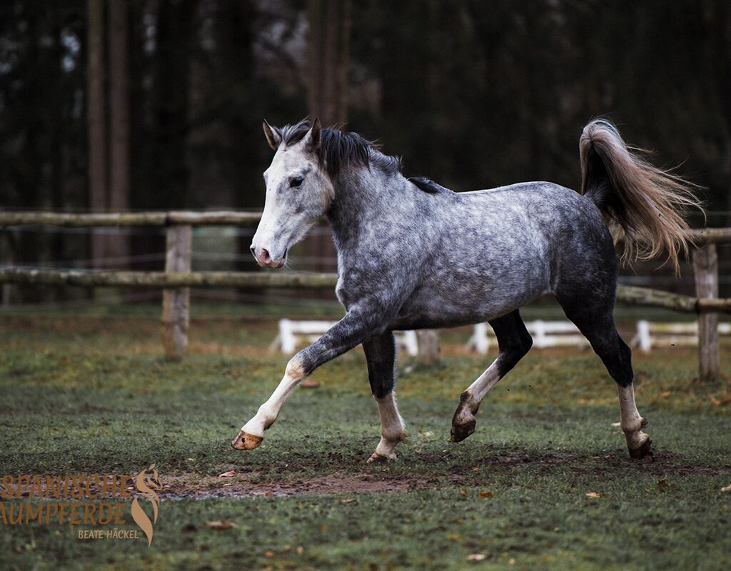 Bild 3 von MANEL, Lusitano, Wallach, 2019