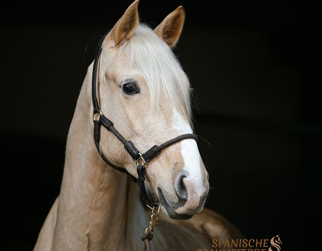 Bild 4 von QUE BELLO SH, Andalusier, Wallach