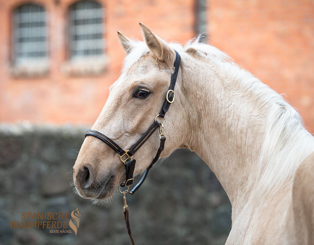 Bild 4 von MERLIN, Andalusier, Wallach