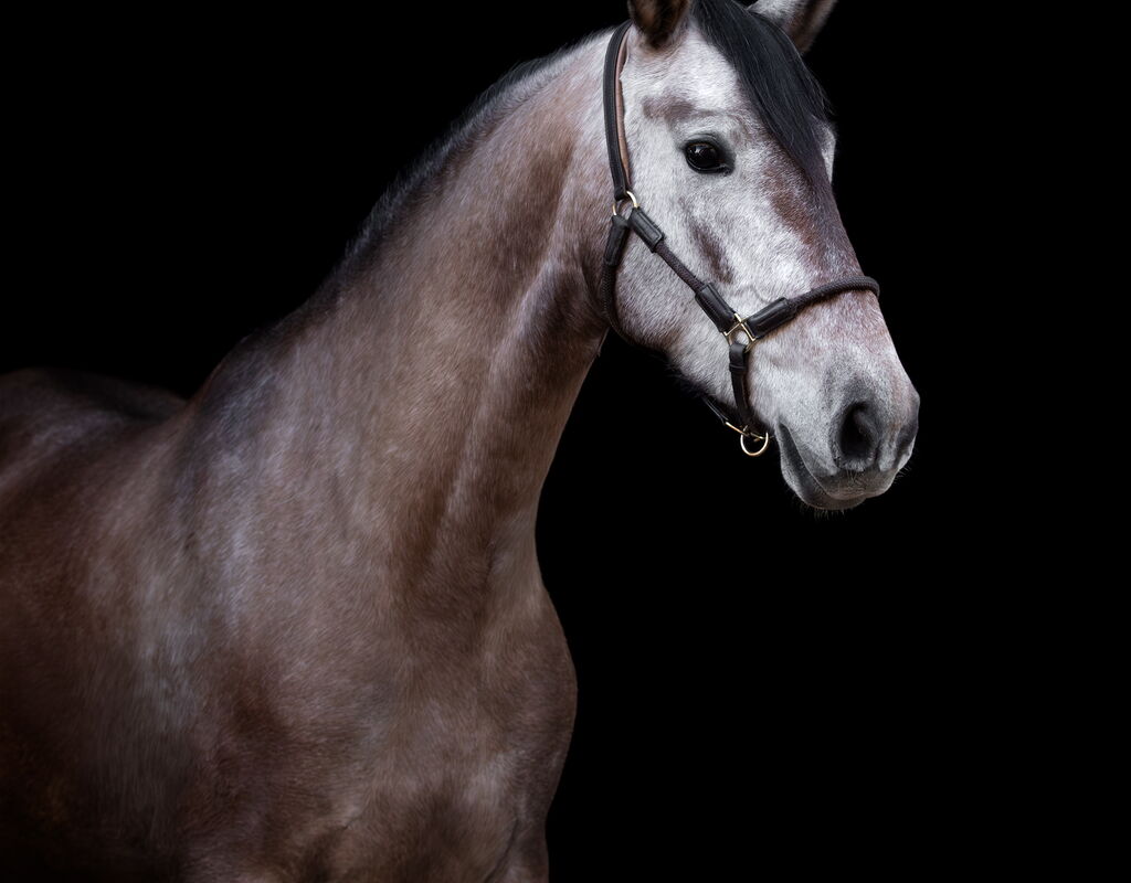 Bild 1 von SALMA SH, Pura Raza Español, Stute, 2022