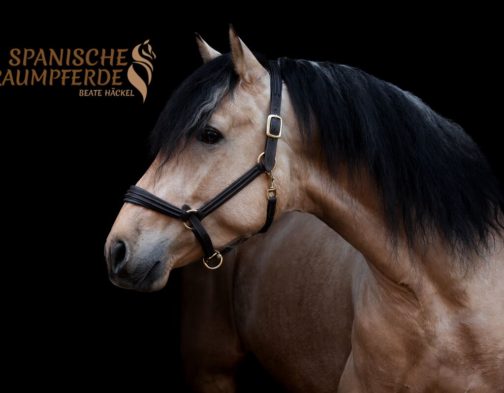 Bild 4 von SULEIMAN SH, Pura Raza Español, Hengst, 2022