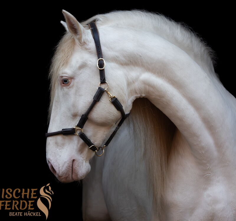 REY SH, Pura Raza Español, Hengst, 2021 / PRE / Hengst