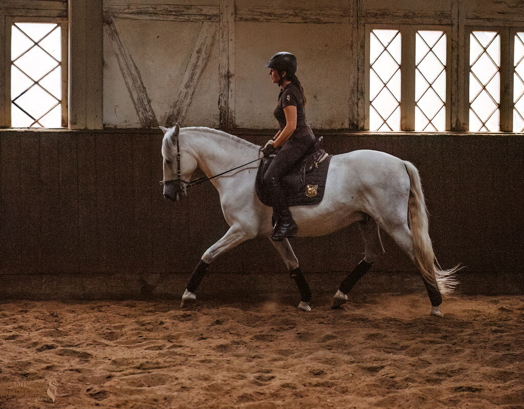 Bild 2 von RONALDO XVI, Pura Raza Espanol, Wallach, 2010