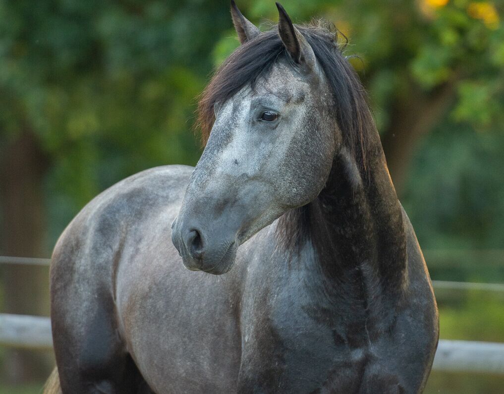 Bild 17 von -RESERVIERT-ORFEBRE SH, Pura Raza Espanola, Wallach, gekört, 2018