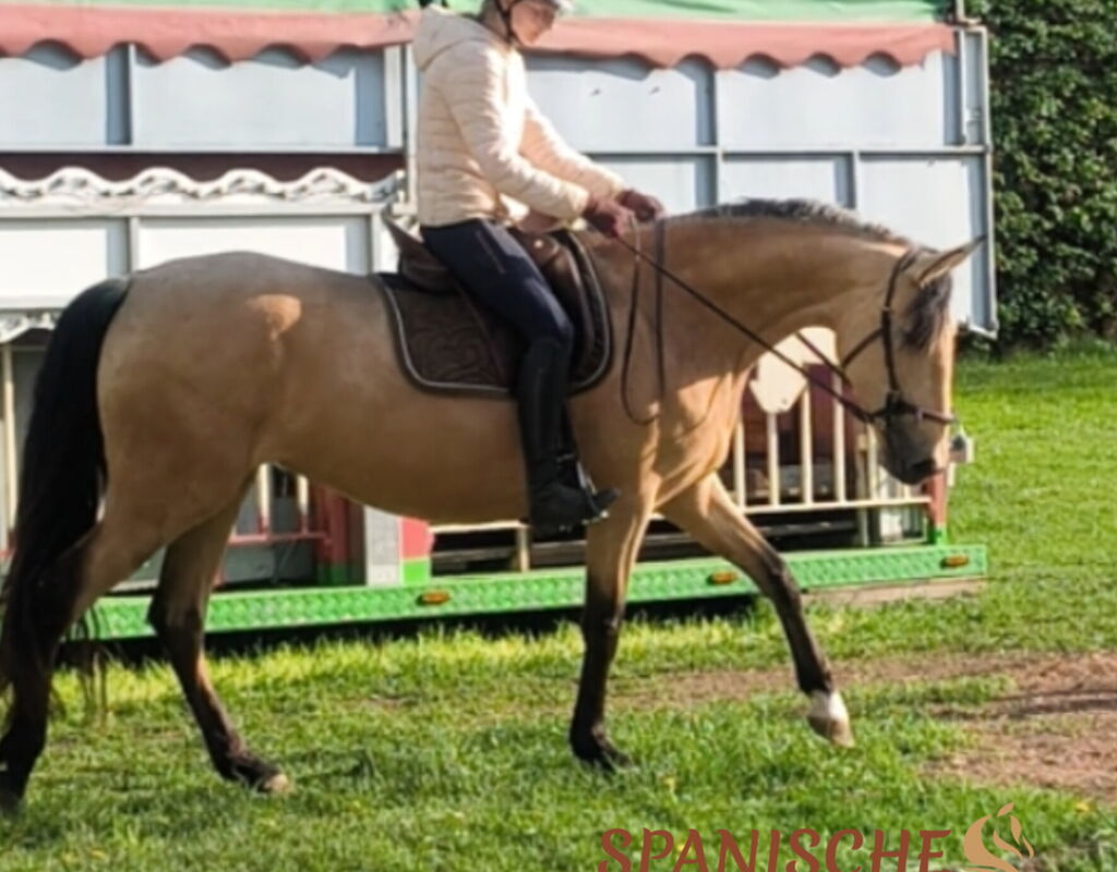 Bild 2 von QATAR SH, Pura Raza Español, Stute, 2021