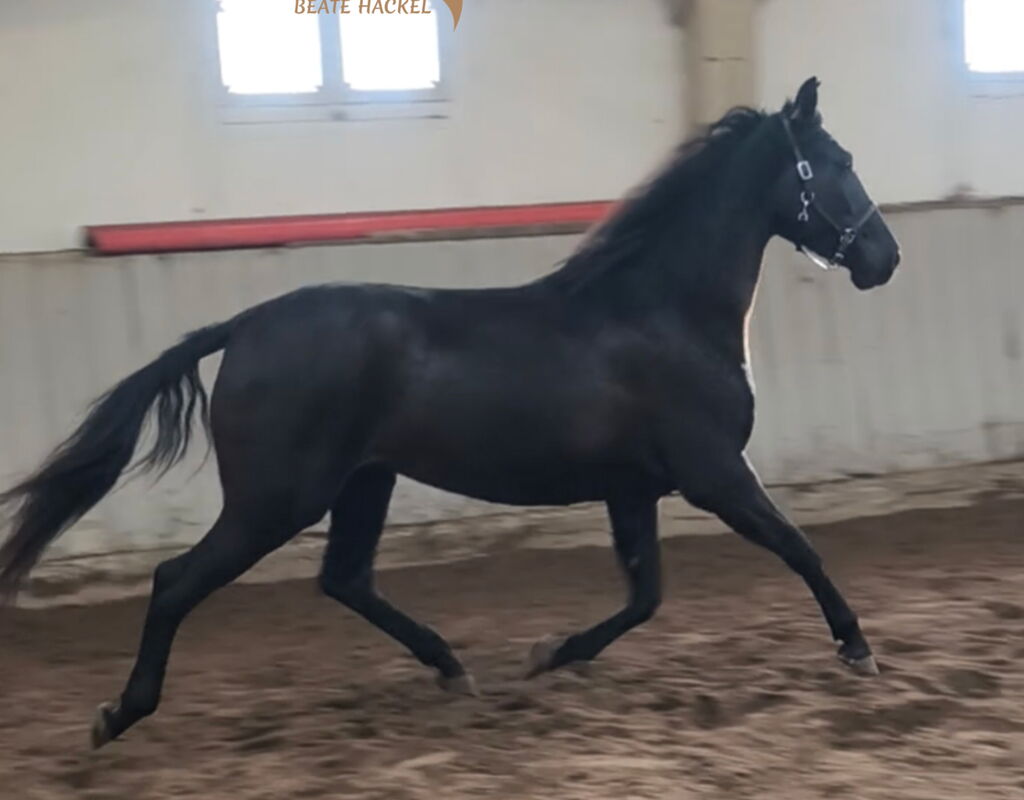 Bild 1 von QUINTA SH, Pura Raza Español, Stute, 2020