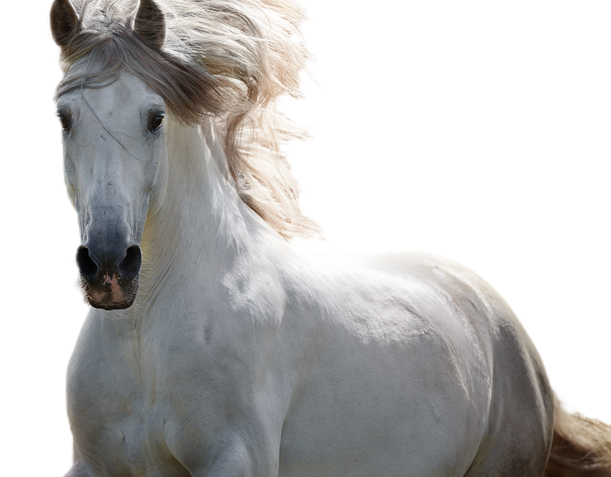 Bild 8 von HEREDERO, Pura Raza Espanol, Wallach, 2013