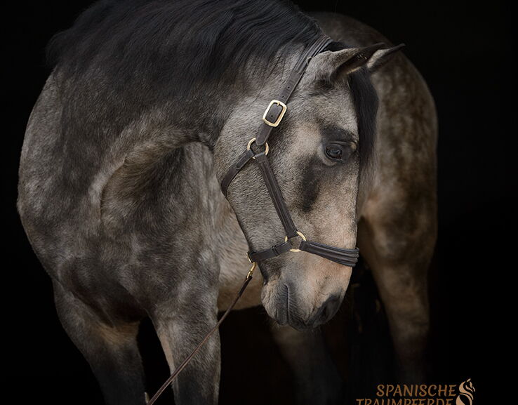 Bild 5 von RENE SH, Pura Raza Español, Hengst, 2021