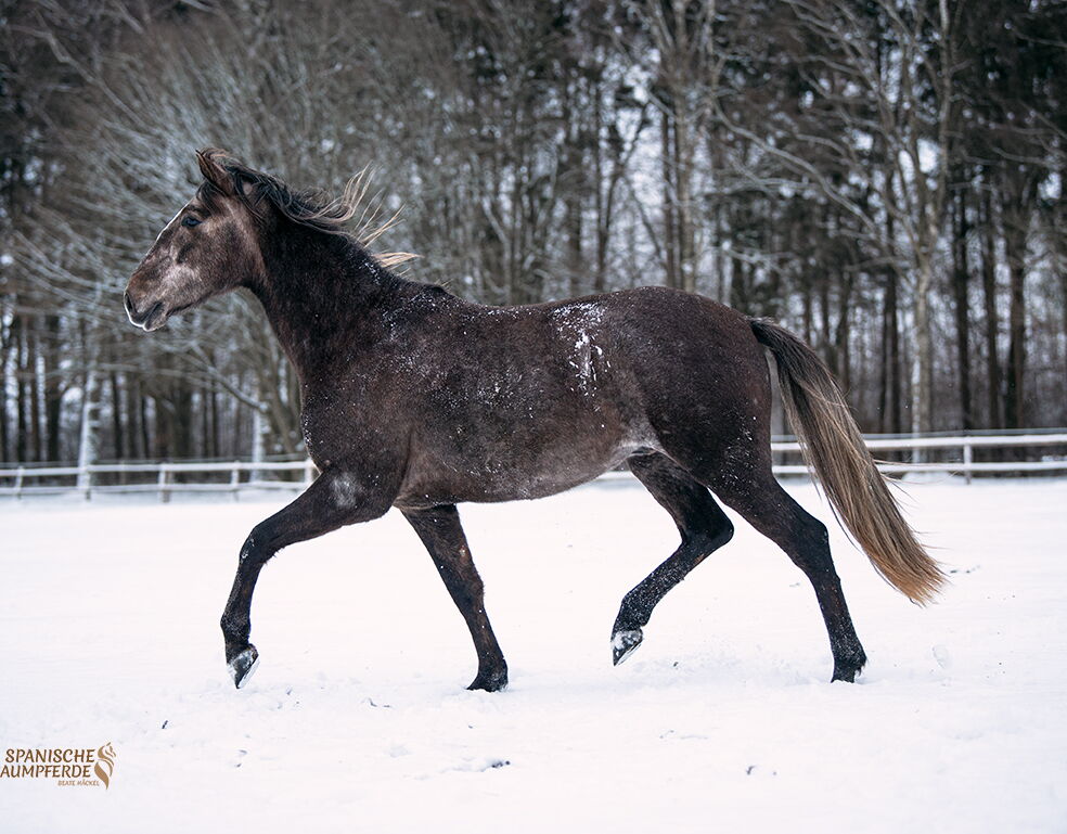 Bild 13 von MAXIMO LM, Pura Raza Español, Wallach, 2023