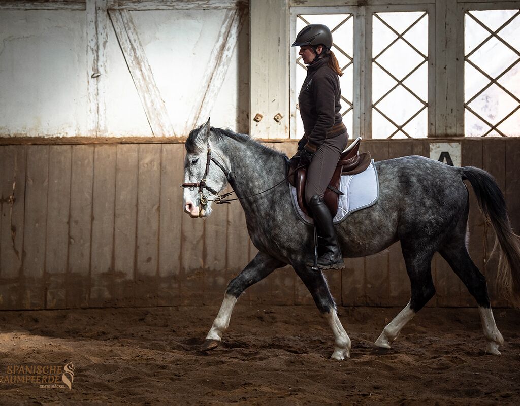 Bild 10 von MANEL, Lusitano, Wallach