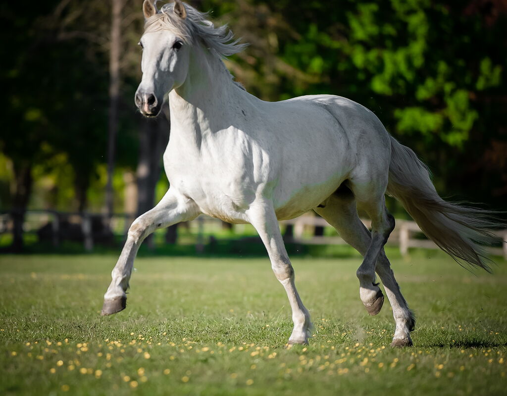 Bild 11 von RONALDO XVI, Pura Raza Espanol, Wallach, 2010