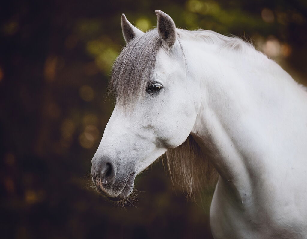 Bild 4 von HEREDERO, Pura Raza Espanol, Wallach, 2013