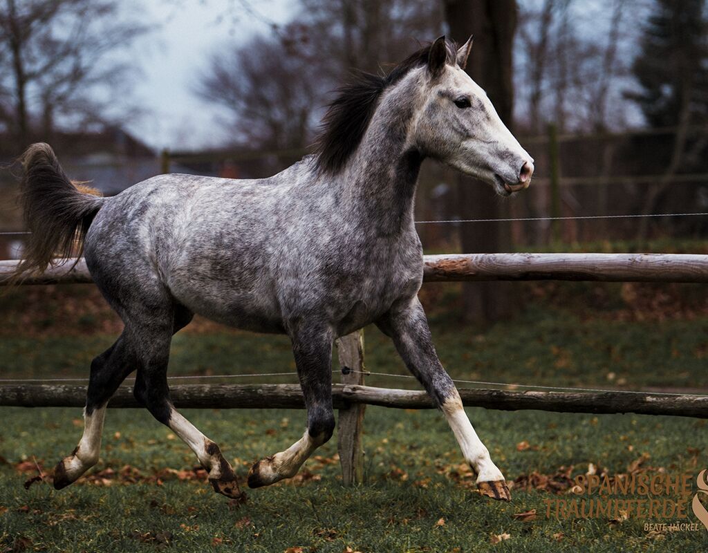 Bild 5 von MANEL, Lusitano, Wallach, 2019