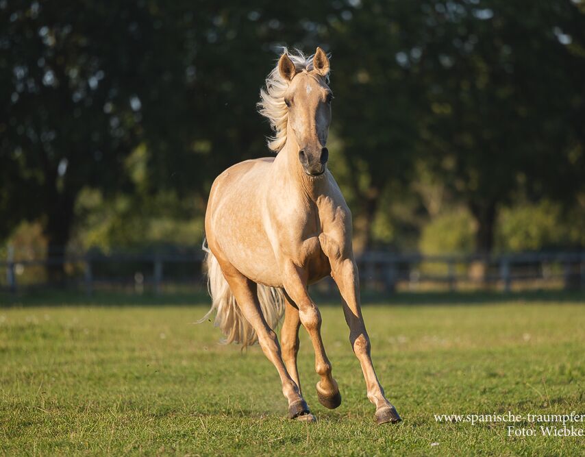 Bild 9 von MERLIN, Andalusier, Wallach, 2020