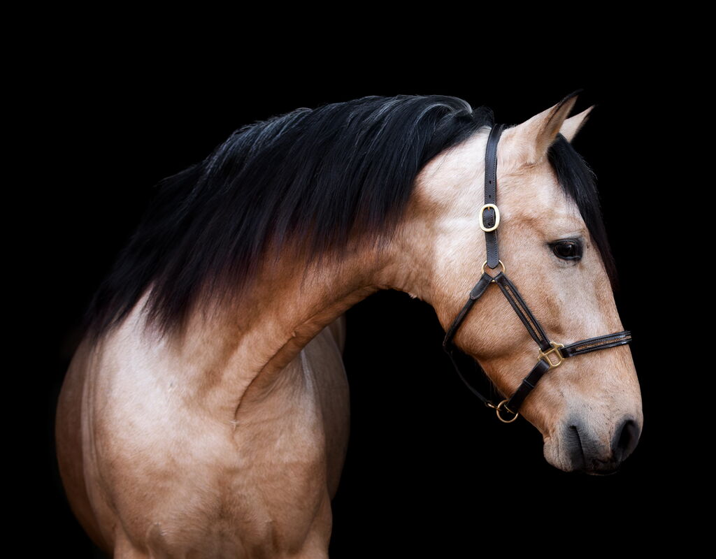 Bild 2 von SIMBA SH, Pura Raza Español, Wallach, 2022