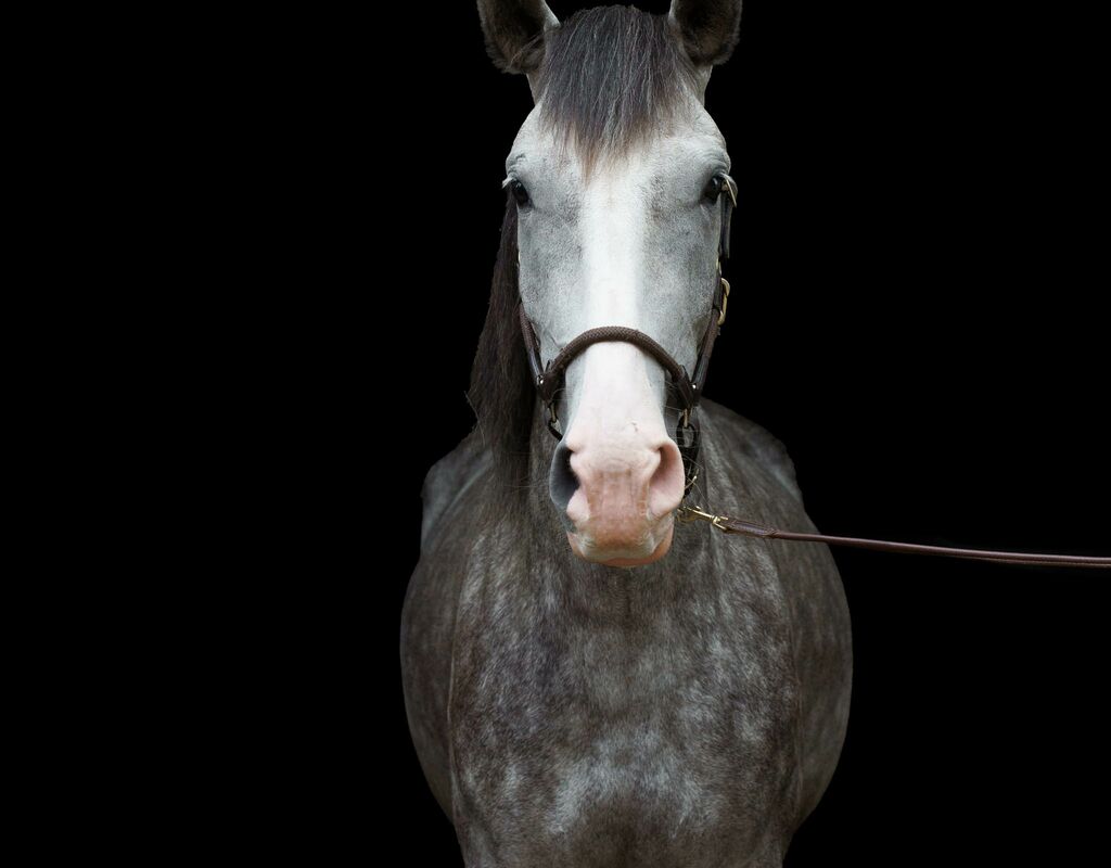 Bild 8 von MANEL, Lusitano, Wallach, 2019
