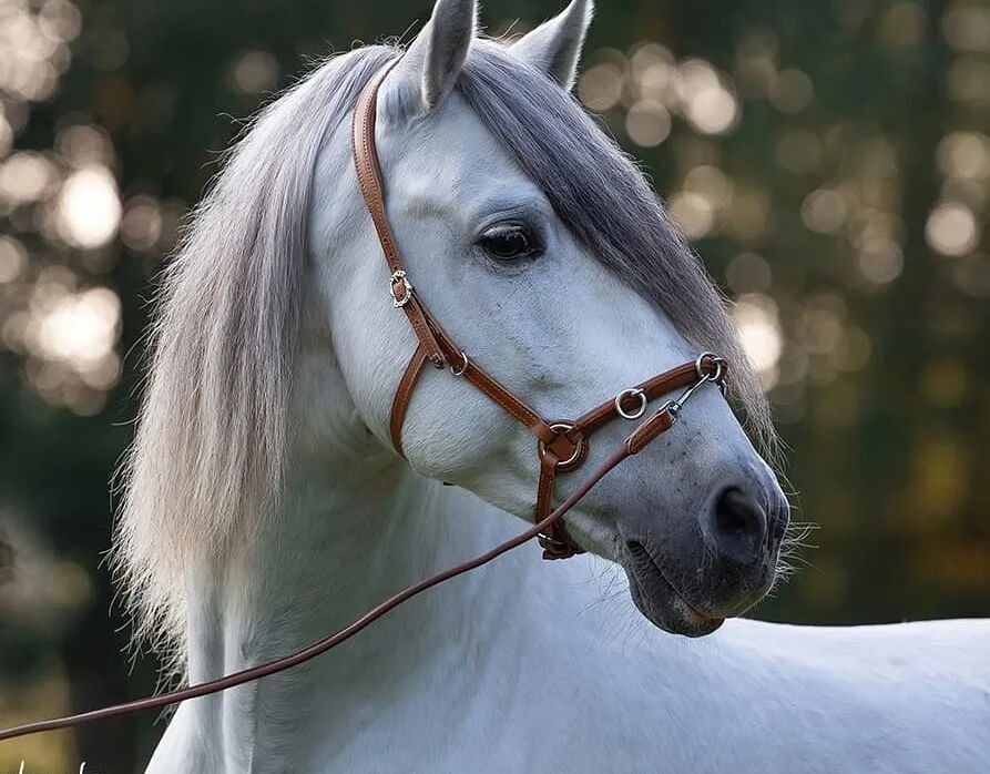 Bild 1 von HEREDERO, Pura Raza Espanol, Wallach, 2013