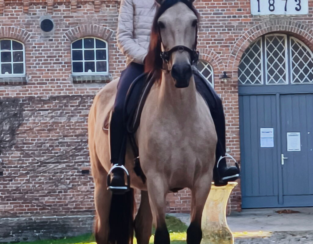 Bild 10 von QATAR SH, Pura Raza Español, Stute, 2020