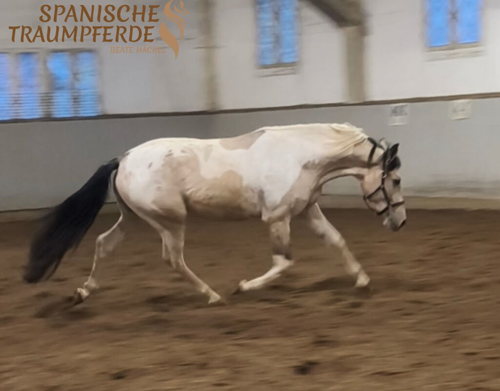 Bild 1 von SONDEO SH, Andalusier, Wallach, 2022