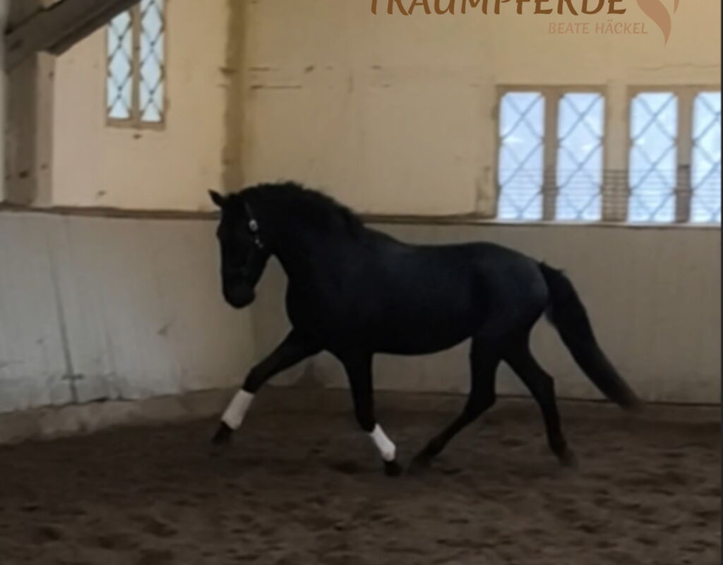 Bild 4 von SIRIUS SH, Pura Raza Espanol, Wallach, 2022