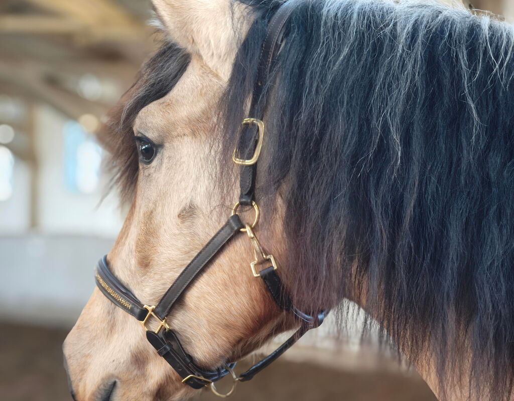 Bild 3 von SERPENTINO SH, Pura Raza Español, Wallach, 2022