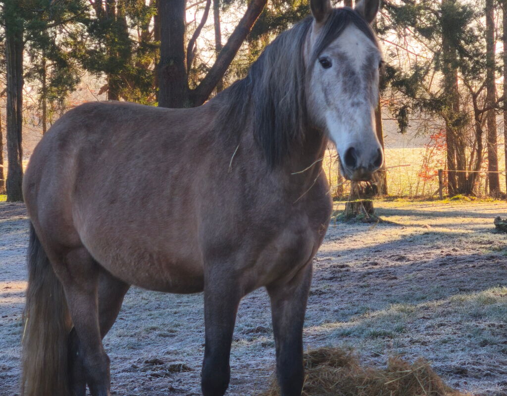 Bild 5 von RAPOSO SH, Pura Raza Espanol, Wallach, 2021