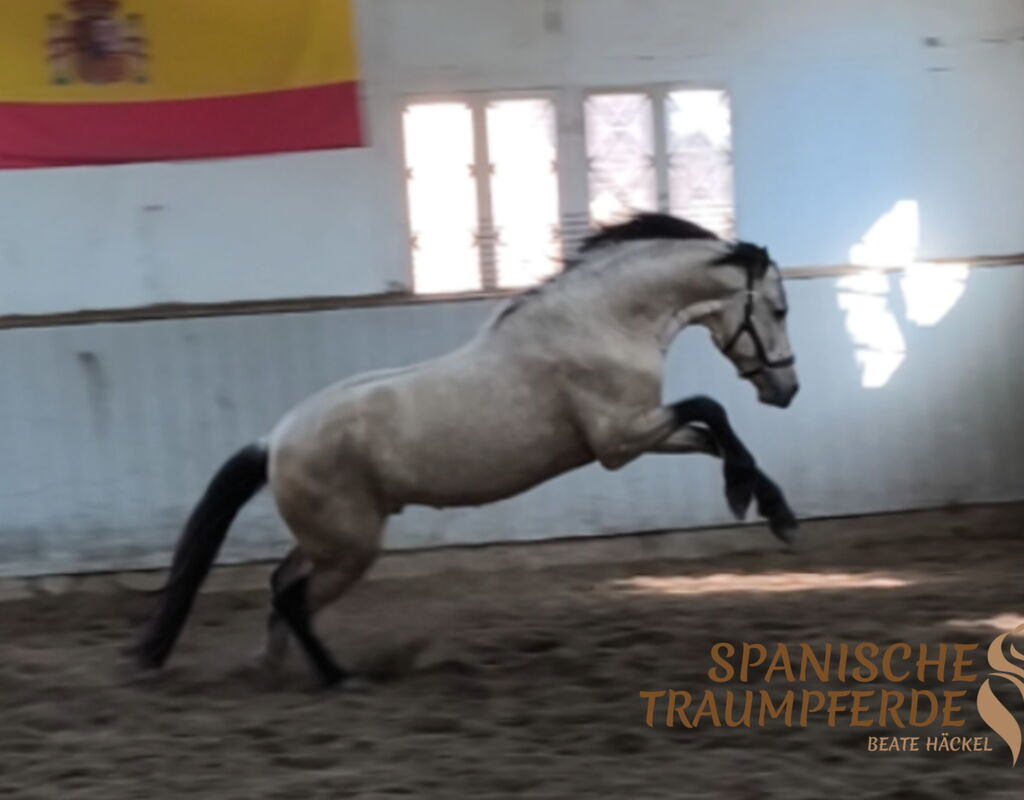 Bild 6 von SULEIMAN SH, Pura Raza Español, Hengst, 2022