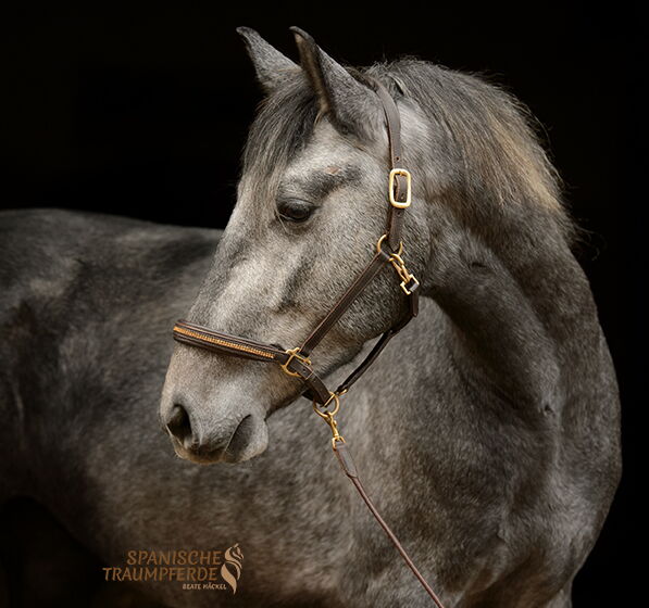 P.R.E. Pferd SHELDON SH, Pura Raza Espanol, Wallach, 2022 SHELDON SH, Pura Raza Espanol, Wallach, 2022 / P.R.E. / Wallach