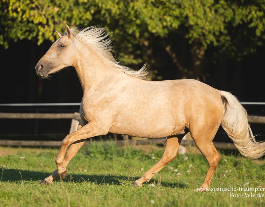 Bild 10 von MERLIN, Andalusier, Wallach, 2020