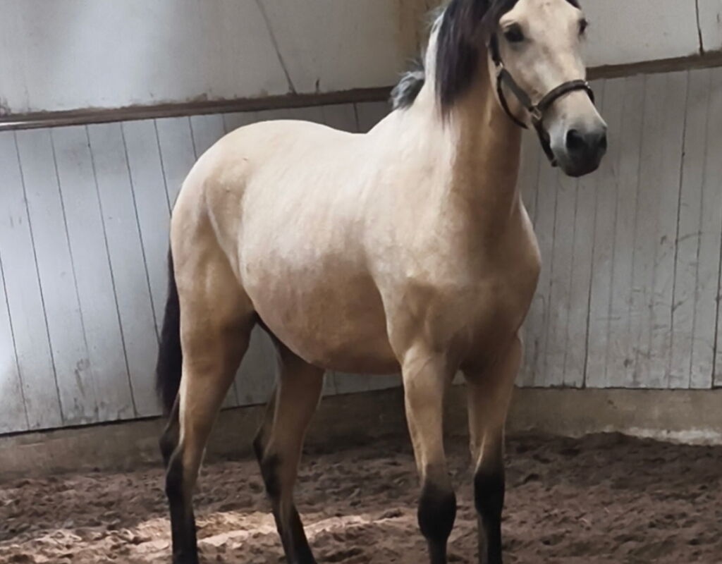 Bild 4 von SKAR SH, Pura Raza Español, Wallach, 08.2022