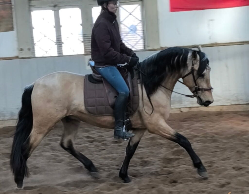 Bild 12 von SIMBA SH, Pura Raza Español, Wallach, 2022