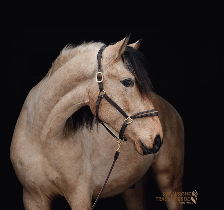 SERPENTINO SH, Pura Raza Español, Wallach, 2022 / P.R.E. / Wallach