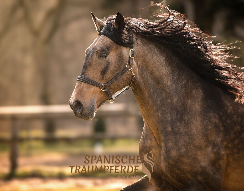 Bild 9 von QUINTANILLO SH, Pura Raza Español, Hengst, 2020