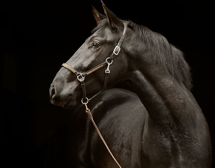 Bild 7 von SIRIUS SH, Pura Raza Espanol, Wallach, 2022