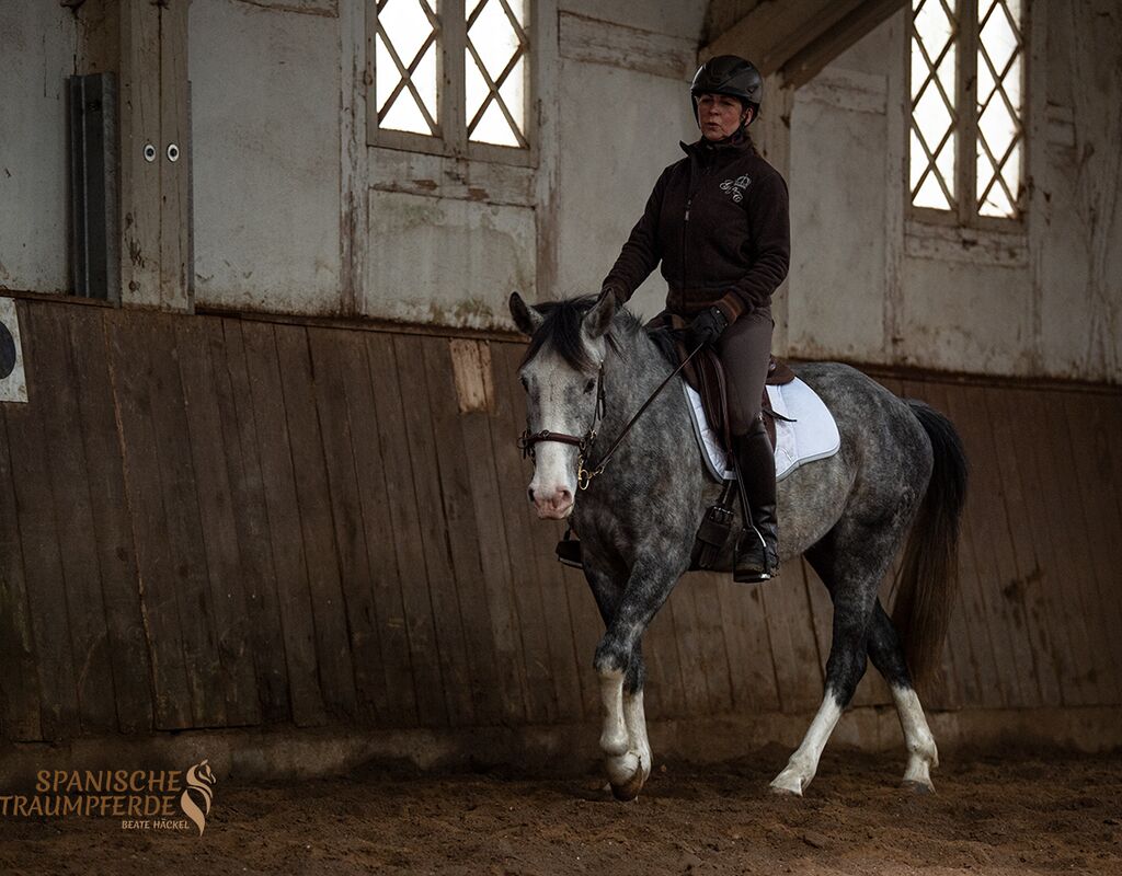 Bild 9 von MANEL, Lusitano, Wallach