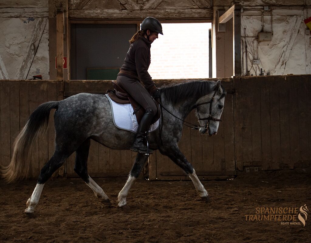 Bild 13 von MANEL, Lusitano, Wallach