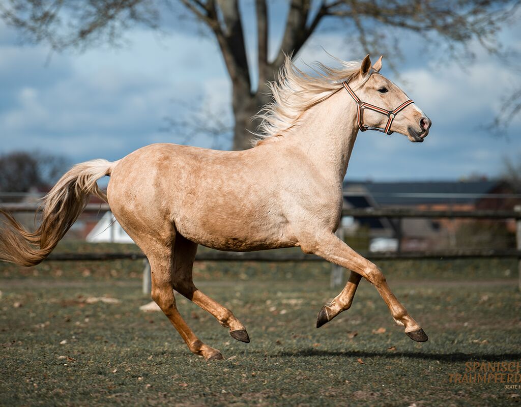 Bild 14 von QUE BELLO SH, Andalusier, Wallach