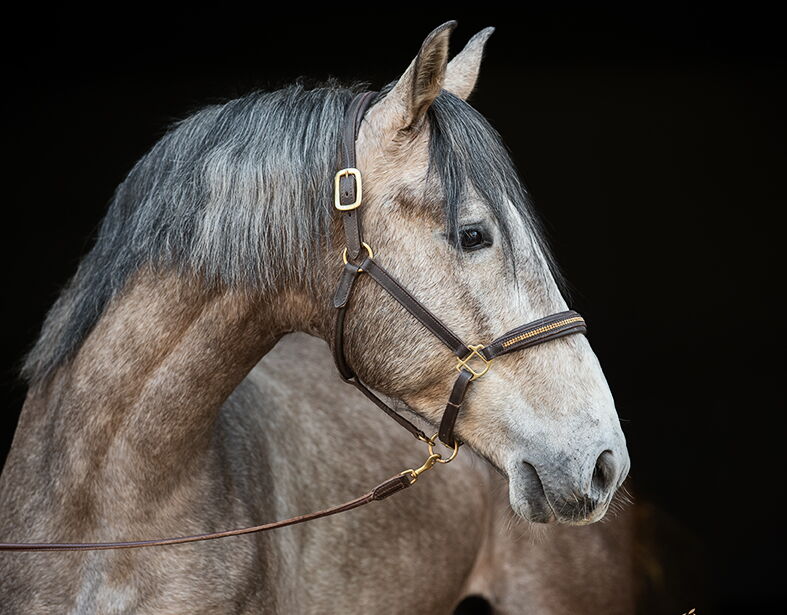 Bild 1 von RAPOSO SH, Pura Raza Espanol, Wallach, 2021