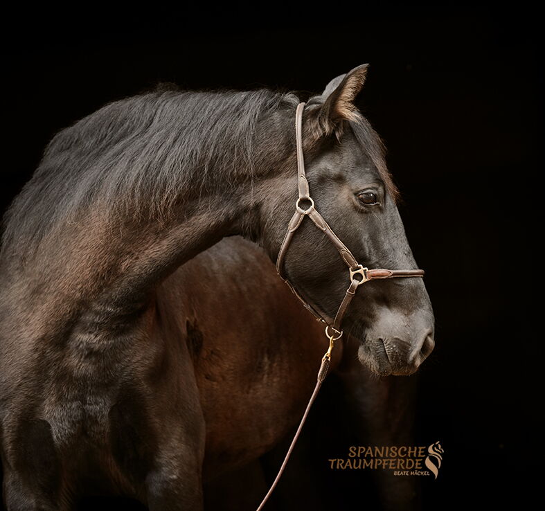 P.R.E. Pferd QUINTA SH, Pura Raza Español, Stute, 2020 QUINTA SH, Pura Raza Español, Stute, 2020 / P.R.E. / Stute