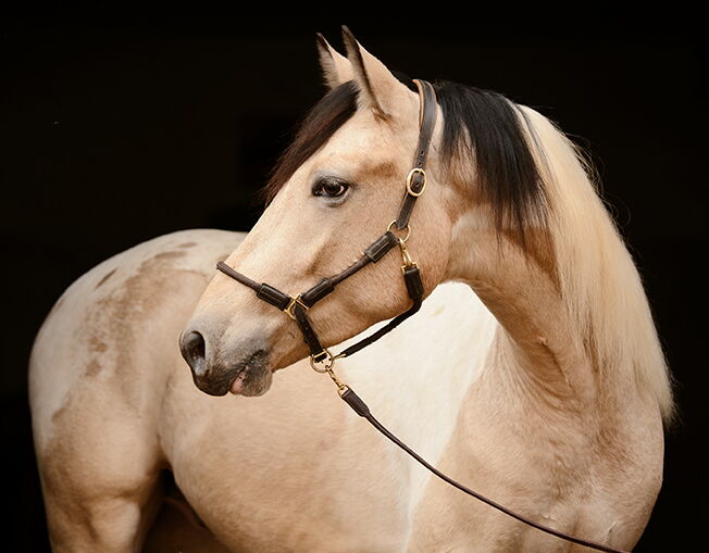 Bild 3 von SONDEO SH, Andalusier, Wallach, 2022